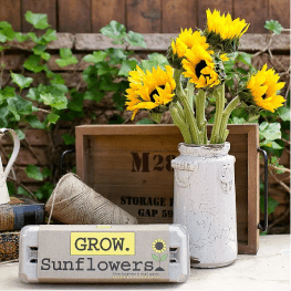 sunflower grow kit